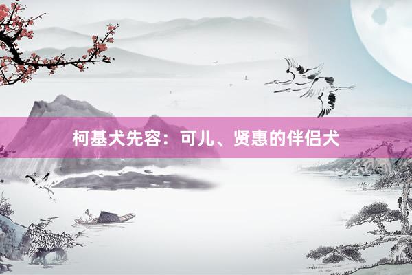 柯基犬先容：可儿、贤惠的伴侣犬